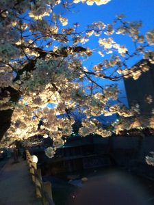 2016-04-02さくらまつりでの夜桜母写真