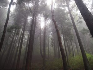 霧の中の森林写真