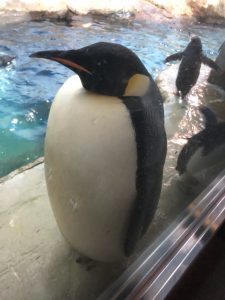 直立不動なペンギン