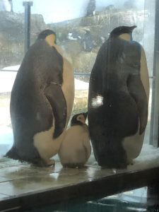 ペンギンとその赤ちゃん