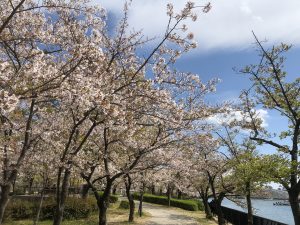 桜ノ宮駅から造幣局までの桜