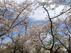 桜ノ宮駅から造幣局までの桜