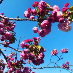 桜ノ宮造幣局桜の通り抜け