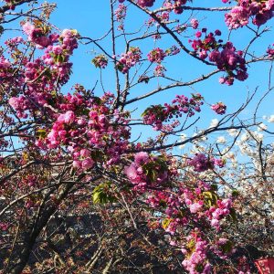 桜ノ宮造幣局桜の通り抜け