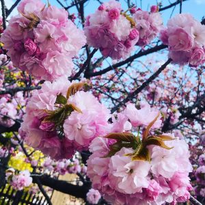 桜ノ宮造幣局桜の通り抜け