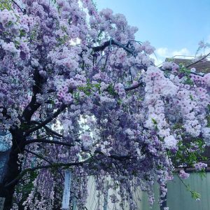 桜ノ宮造幣局桜の通り抜け