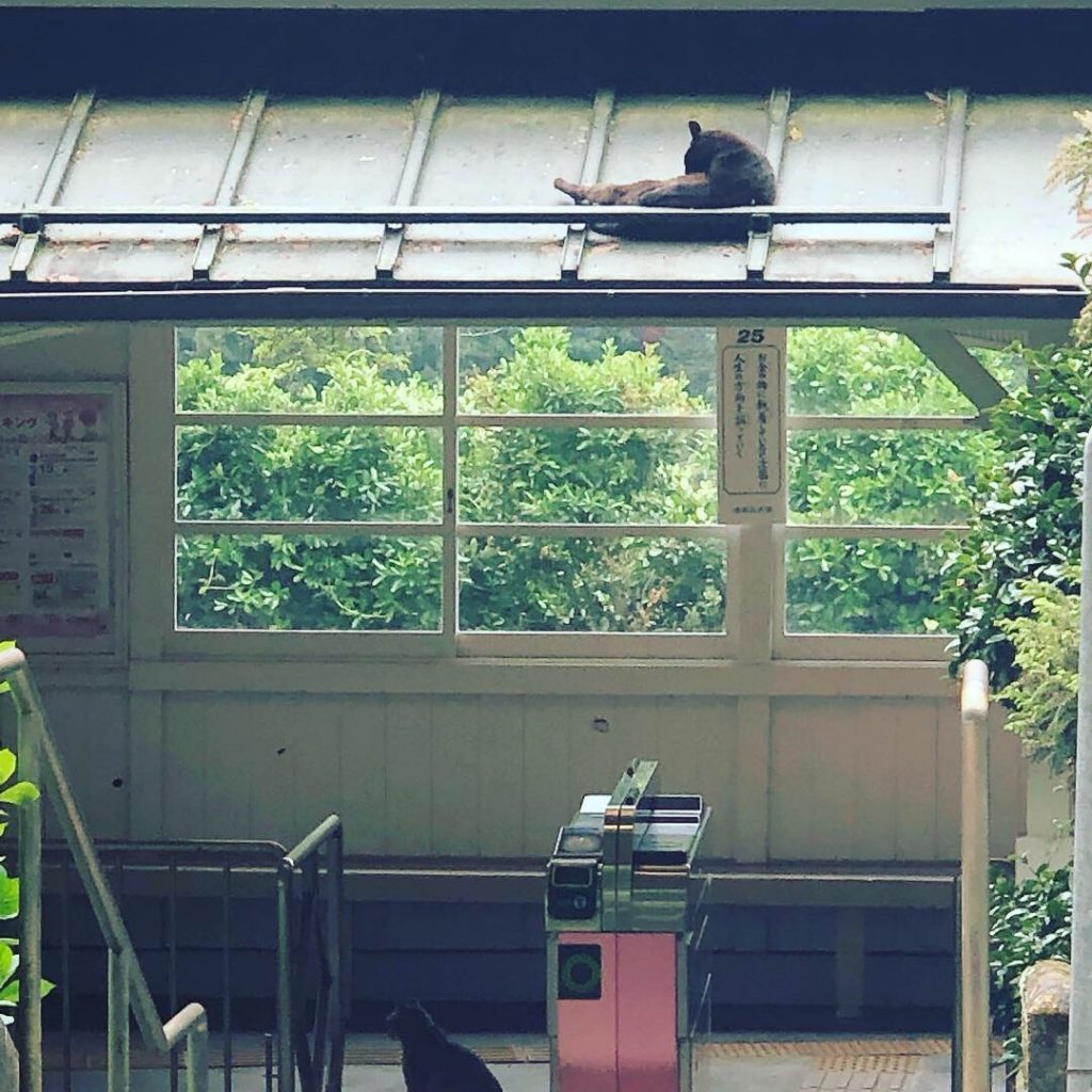駅の屋根の上に猫ちゃん！