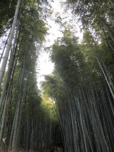 嵐山の竹林