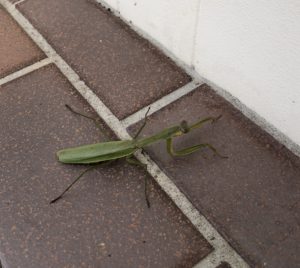 カマキリ発見