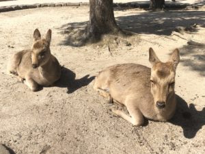 日向ぼっこ中の鹿さん