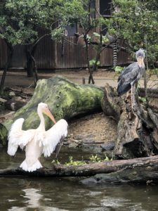 ペリカンさん＆ハシビロコウさん