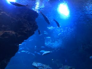 京都水族館大水槽