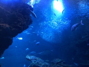 京都水族館大水槽