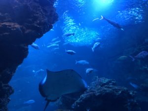 京都水族館大水槽