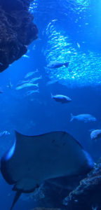 京都水族館大水槽