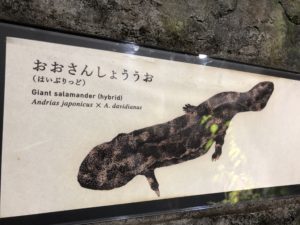 オオサンショウウオ（はいぶりっど）