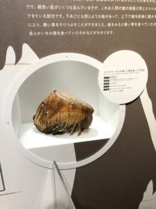 マンモスの歯