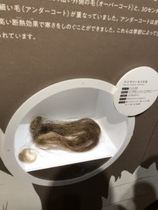 マンモスの毛