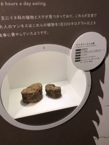 マンモスの糞