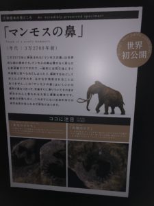 マンモスの鼻説明