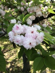 造幣局桜の通り抜け